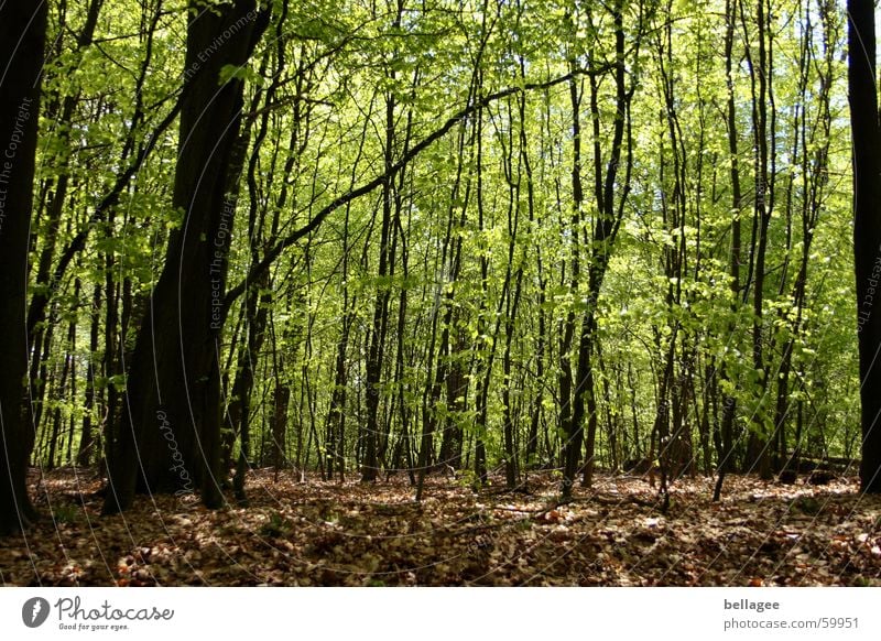 spring forest Forest Spring Green Brown Tree Leaf Fresh Calm Light Floor covering New Old Peaceful Branch Bud Exterior shot