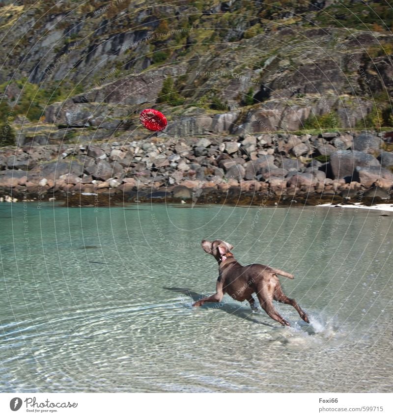 Get the window.... Sports dog sport Frisbee Sand Water Summer Beautiful weather Bushes Lichen Bay Fjord Pet Dog 1 Animal Stone Movement Catch Playing Romp