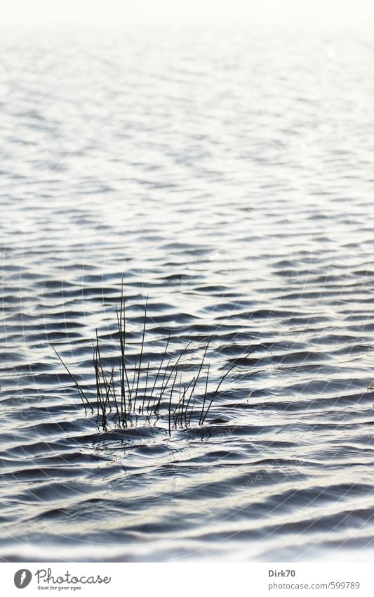 wetland meadow Environment Nature Water Winter Plant Grass Foliage plant Wild plant Blade of grass Meadow Field Waves Bog Marsh Wet meadow Glittering Large