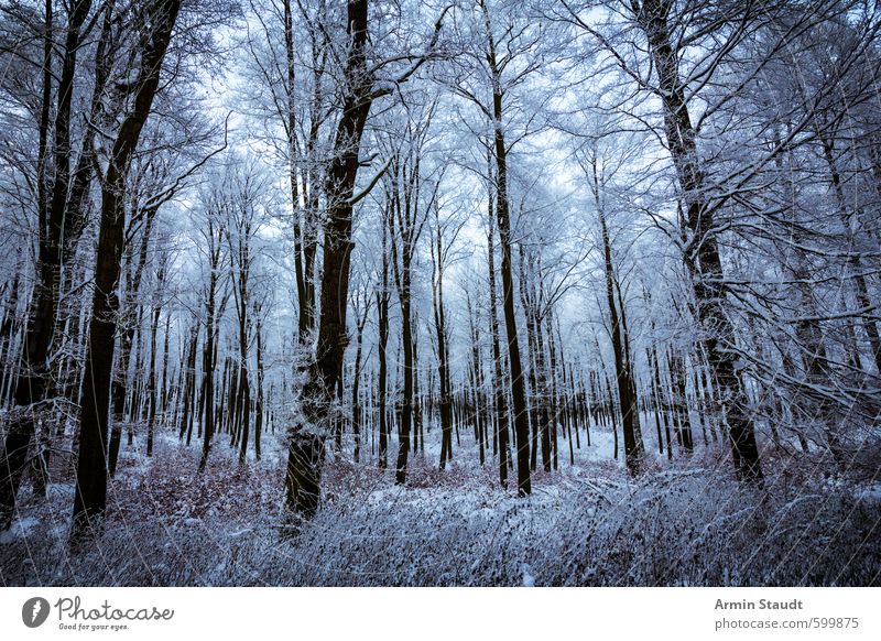 View into the snow-covered forest Winter Snow Winter vacation Nature Landscape Tree Forest Dark Cold Blue Moody Loneliness Adventure Relaxation Mysterious