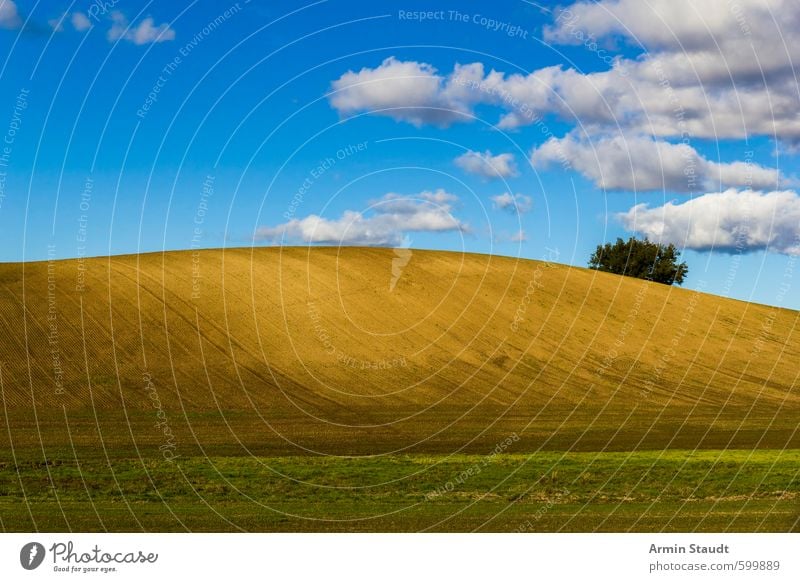 Plain hill with tree and blue sky Summer Nature Landscape Earth Sky Clouds Beautiful weather Tree Field Hill Breathe Discover Simple Blue Brown Moody Authentic