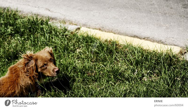 poke Chile Arica Vacation & Travel Dog Grass Meadow Brown Curbside North Street Compassion