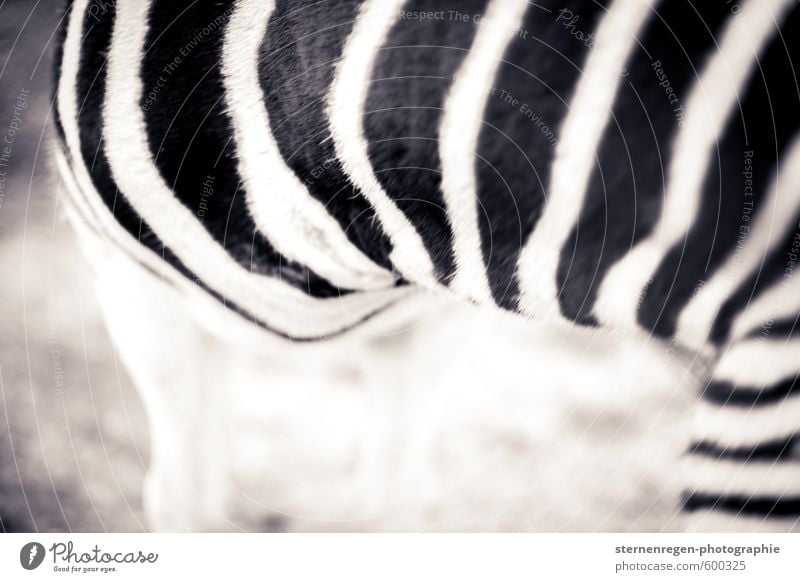 crosswalk Animal Pelt Zoo Petting zoo 1 Black White Zebra Coat care Stripe Black & white photo Exterior shot Detail Copy Space left Copy Space bottom Shadow