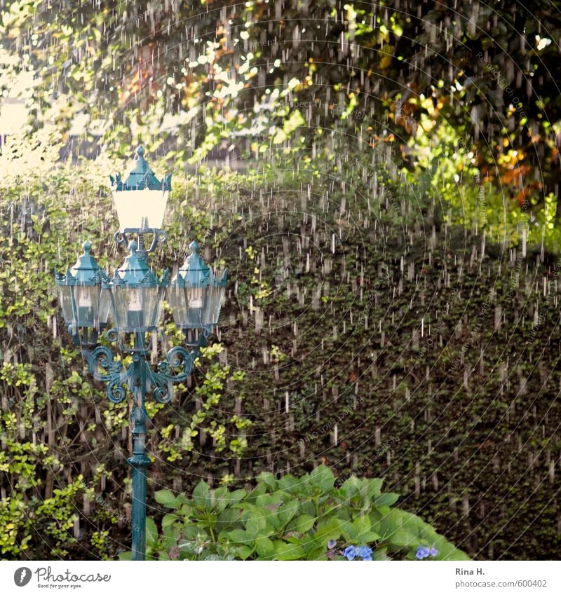 Spring 2013 Climate Bad weather Rain Plant Tree Garden Cold Wet Street lighting Colour photo Exterior shot Deserted