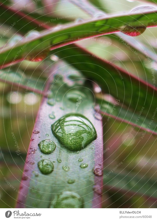 Rainforest in the living room Palm tree Living room Plant Green Stripe Wellness Harmonious Macro (Extreme close-up) Close-up Drops of water String Tears