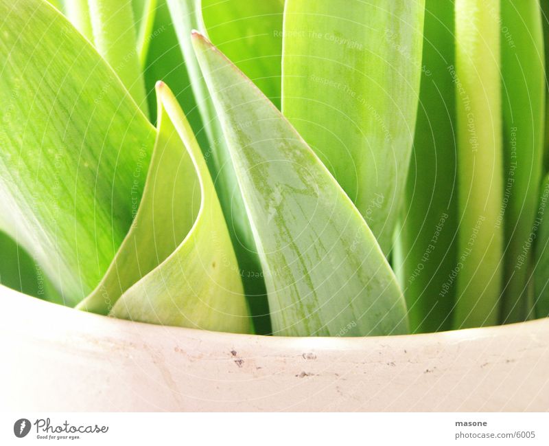 Tulip with a difference Green Vase Leaf