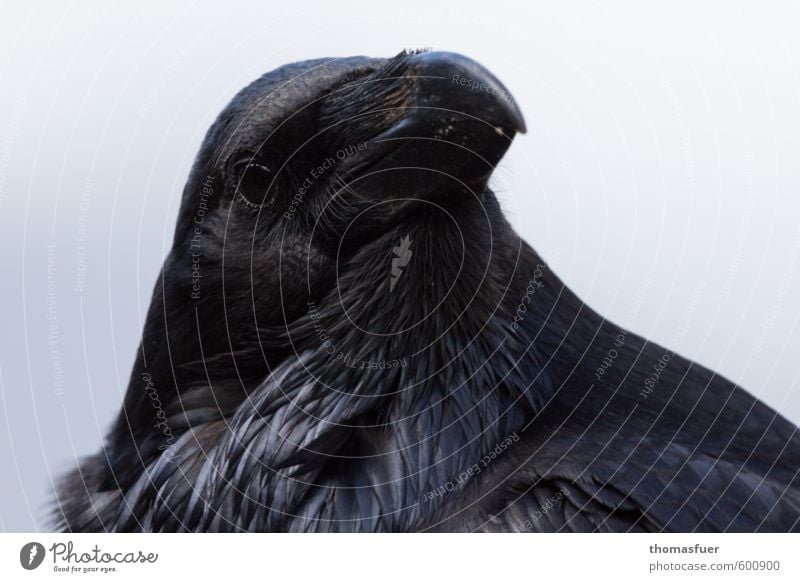 See you Animal Wild animal Bird Animal face Raven birds Common Raven Beak Eyes 1 Looking Curiosity Black Love of animals Exterior shot Animal portrait