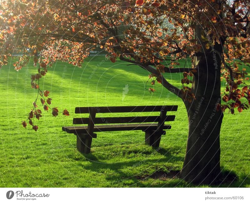 ParkBank Park bench Wooden bench Spring Grass Green Tree Leaf Calm Relaxation Back-light Bench Evening