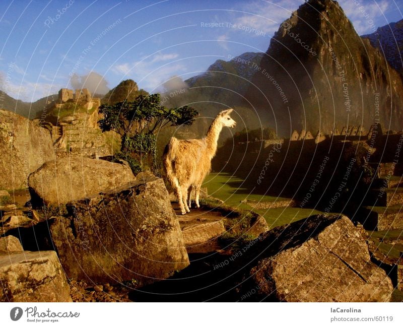 in the Inca Empire Sunrise Peru Fog Vantage point Machu Pichu Sunbeam Mountain Llama Nature Stone Blue Sky rocks Shadow