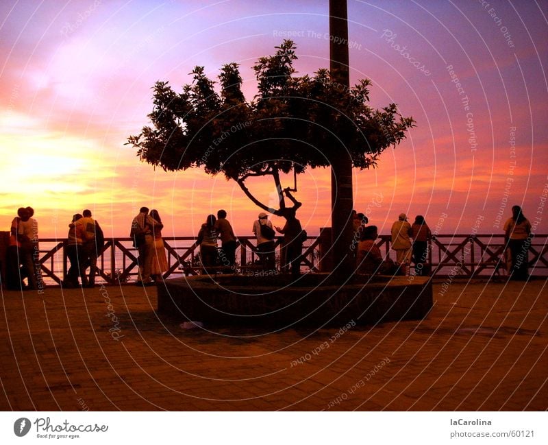 lovers in Lima Peru Sunset Light Moody Tree Romance Couple Human being Sky In pairs