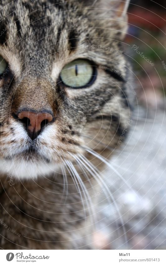 transparency Animal Pet Cat Animal face 1 Observe Looking Willpower Arrogant Pride Conceited Eyes Colour photo Exterior shot Detail Day Animal portrait Forward