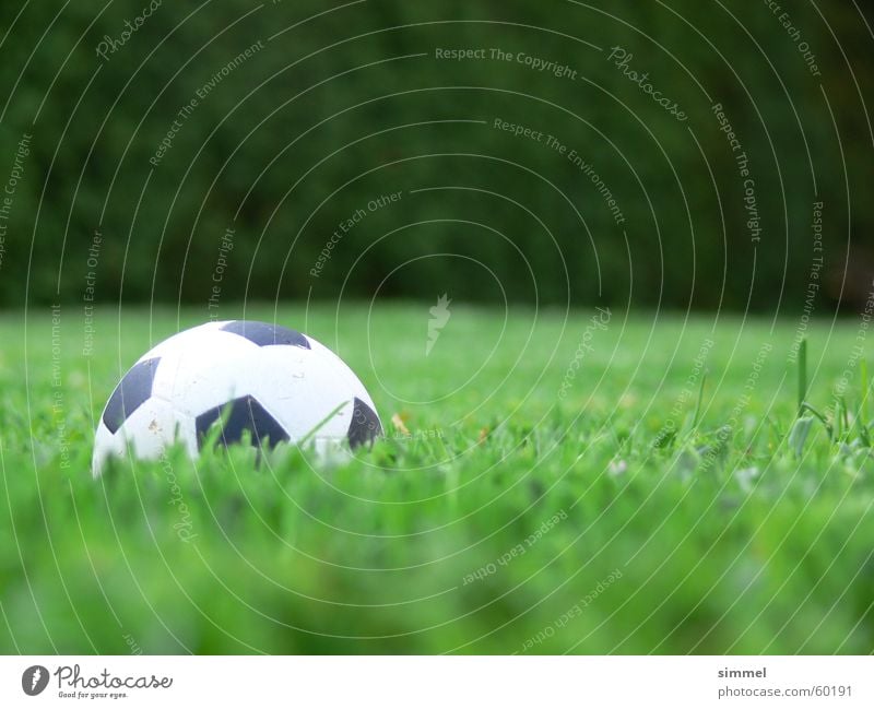 false football Foam rubber Grass Green Summer Ball sports Sports pentagonal Nature Foot ball Shallow depth of field Worm's-eye view 1 Colour photo Deserted