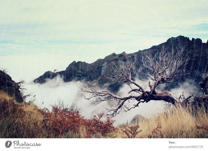 be on the brink of disaster Vacation & Travel Hiking Nature Plant Sky Clouds Autumn Tree Grass Bushes Rock Mountain Madeira Old Illness Colour photo