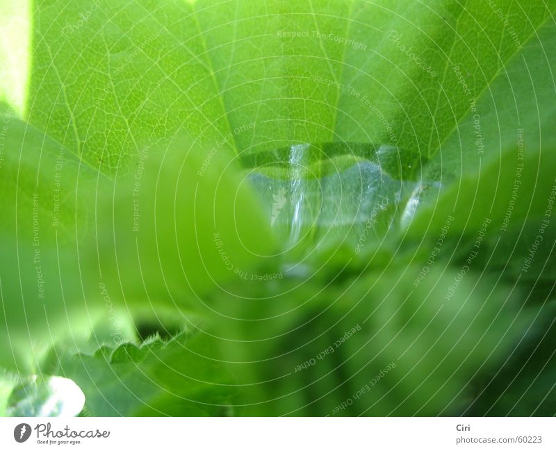 water basin Water basin Rain Veined Insight Lake Rachis Looking Pond Plant Green Reflection Leaf Near Macro (Extreme close-up) Close-up Spring Basin