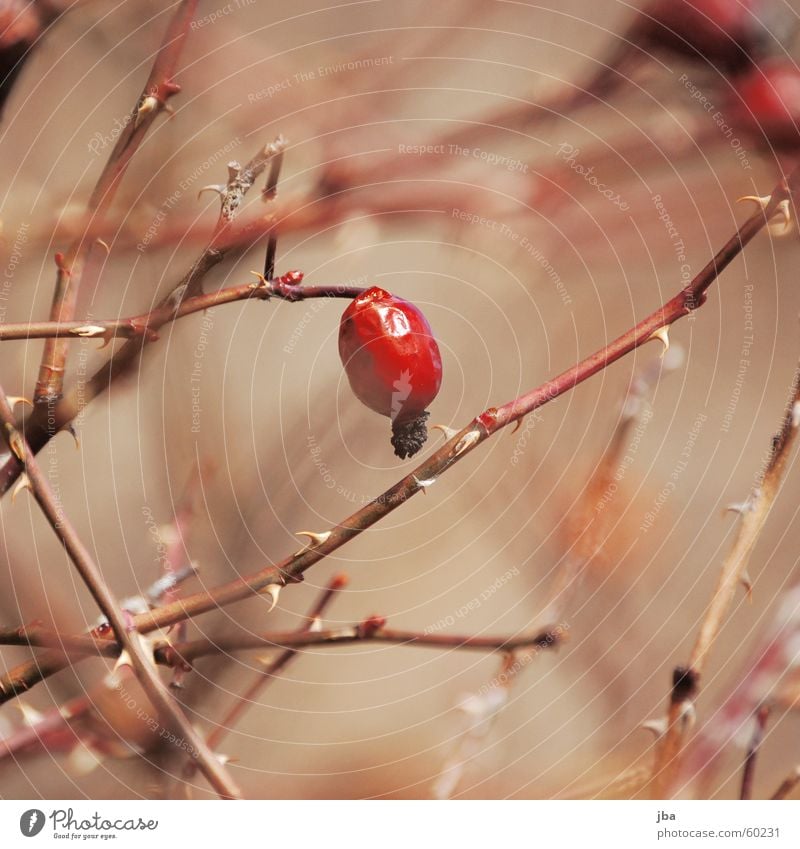 uncontrolled growth Bushes Plant Red Blur Depth of field Nature Thorn Dog rose Thorny Twig