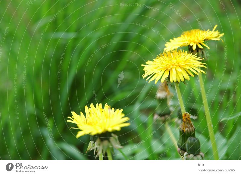 dandelion Dandelion Grass Meadow Yellow Blossom Fresh Spring Nature