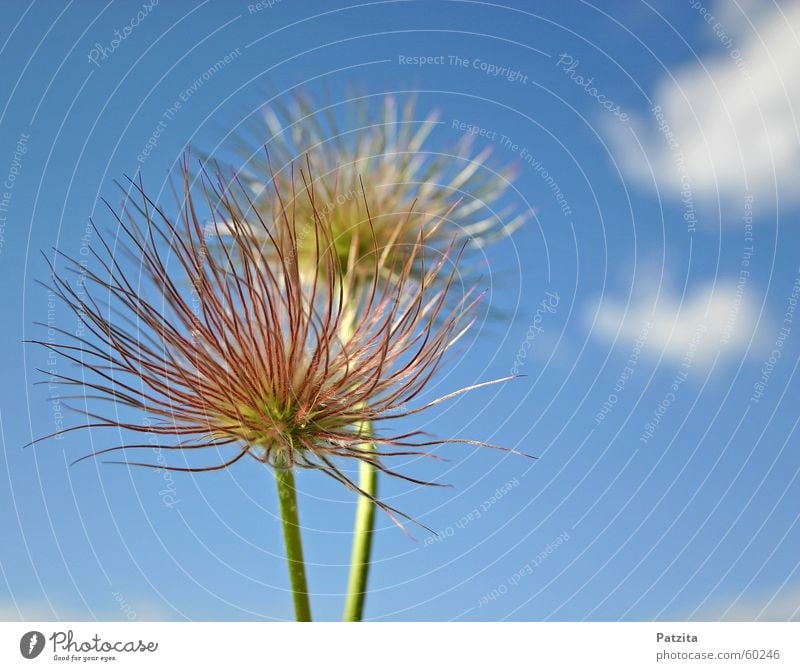 mophead Flower Plant Spring Spring flower Anemone Clouds White Summer Multicoloured Green Meadow Grass Field Sky Blue flowers Sun