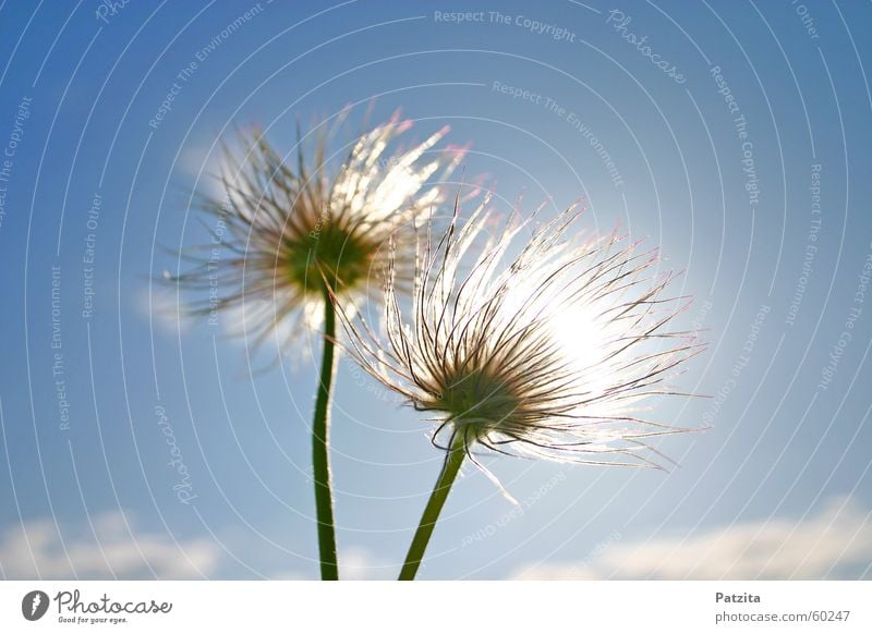 summer styling Flower Plant Spring Spring flower Anemone Clouds White Summer Multicoloured Green Meadow Grass Field Sky Blue flowers Sun