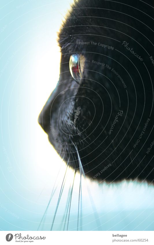 view into the void Cat Black White Meow Animal Beard hair Purr Looking Fix Hypnotize Side Pelt Moustache Vantage point Animalistic Glass eye Illuminate mitze