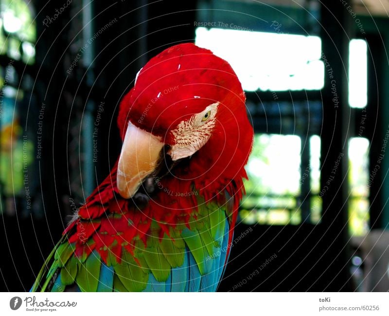 RGB China Parrots Macaw Red Green Beak Temple Bird Cleaning Asia cina Hangzhou west lake region pappagallo parrot rosso verde Blue blu becco Close-up uccello