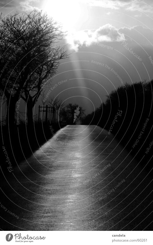 come into the light... Tree Sunbeam Dark Clouds Black White Sunset Lanes & trails Black & white photo Street Nature