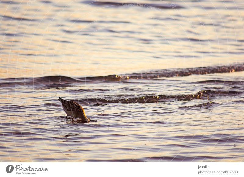 underground research Animal Water Autumn Waves Coast Wild animal Bird 1 Observe Think Eating To feed Looking Study Dive Curiosity Bravery Willpower