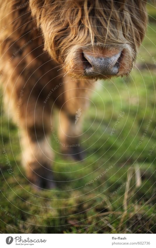 Animal hair allergy? Fur coat Pelt Hair and hairstyles Red-haired Long-haired Beard Farm animal Cow Animal face 1 Herd Diet Feeding Laughter Stand Dream Sadness