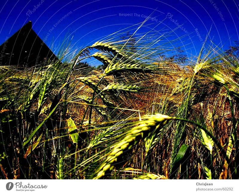 untitled Grain House (Residential Structure) Landscape Field Roof Blue Yellow Wheat Plain Niederrhein Sharp Working in the fields Barley Blade of grass