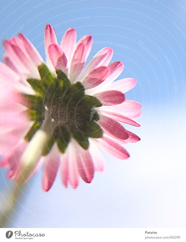 daisies Daisy Flower Plant Meadow Grass Pink Yellow Green Red White Beautiful Cute Small Diminutive Delicate Caresses Summer Spring Clouds Fresh Pastel tone