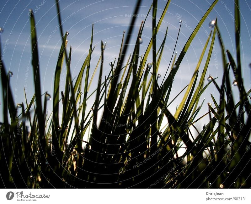 untitled Life Relaxation Summer Beach Nature Drops of water Sky Spring Warmth Grass Meadow To hold on Hang Bright Cold Wet Blue Green Dew Stick Good morning