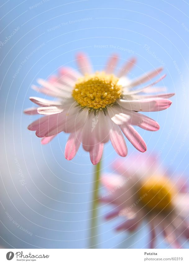 Little Pastel Beauty Daisy Flower Plant Meadow Grass Pink Yellow Green Red White Beautiful Cute Small Diminutive Delicate Caresses Summer Spring Clouds Fresh