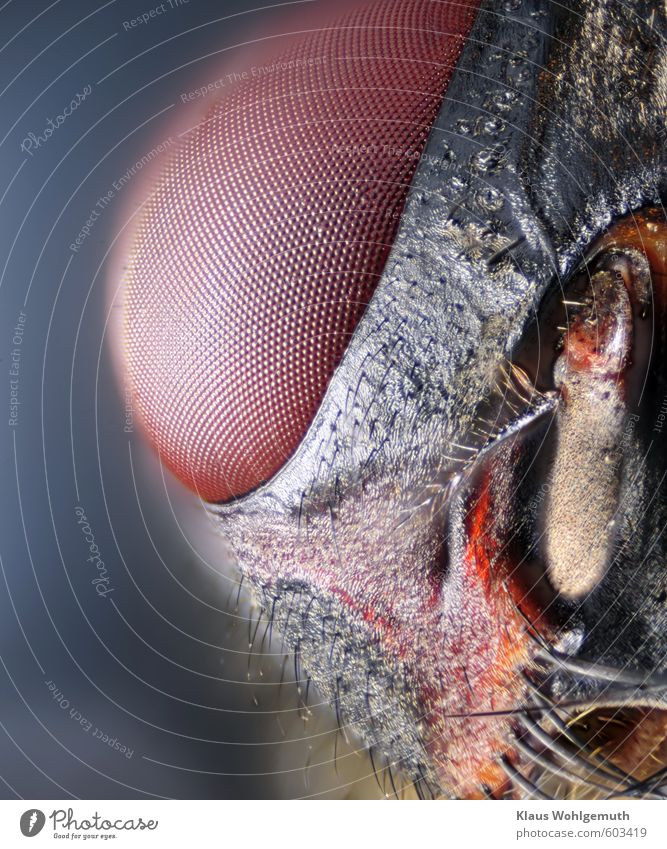 Part of the head of a housefly, photomicrograph at about 50x magnification.   It is highly interesting what the small creatures offer in terms of detail. Animal