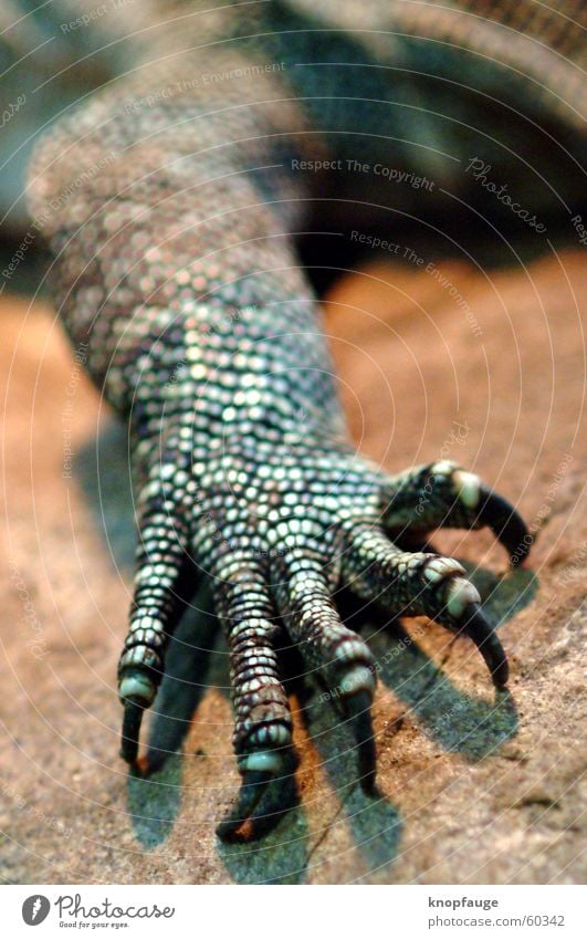 dragon arm Lizards Zoo Wood Claw Blur Barn