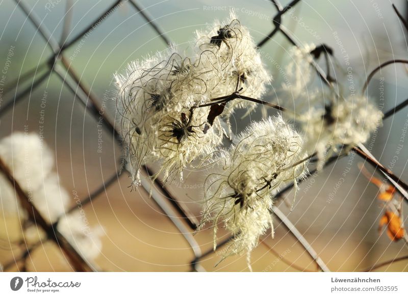 tousle Plant Clematis Seed flying seeds Beautiful Small Natural Blue Orange White Life Ease Nature Soft Easy Untidy Disheveled Colour photo Exterior shot