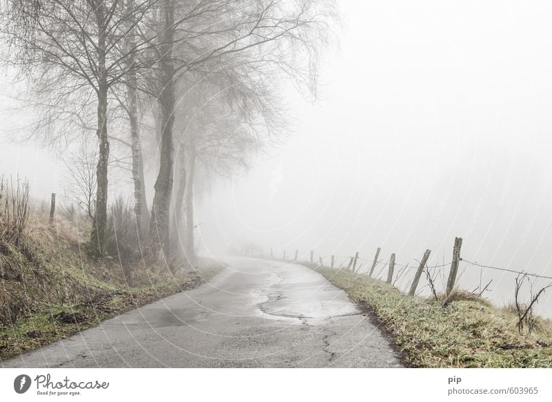 way away Nature Landscape Autumn Winter Bad weather Fog Tree Birch tree Street Lanes & trails Country road Gray Dreary Damp Asphalt Curve Wet Sadness Fence post