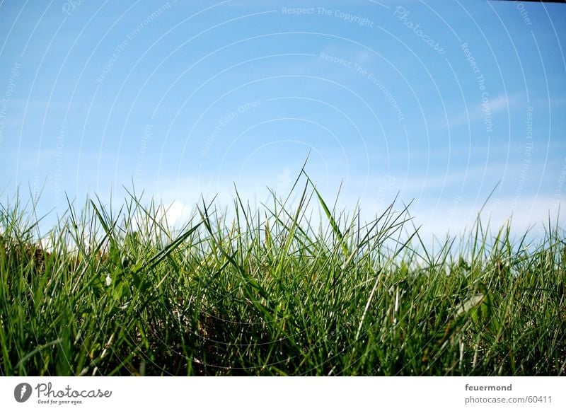 ...watching the grass grow Meadow Grass Green Clouds Field Summer Spring Growth Jump Sky Blue Sun Beautiful weather Lawn grassland sunny