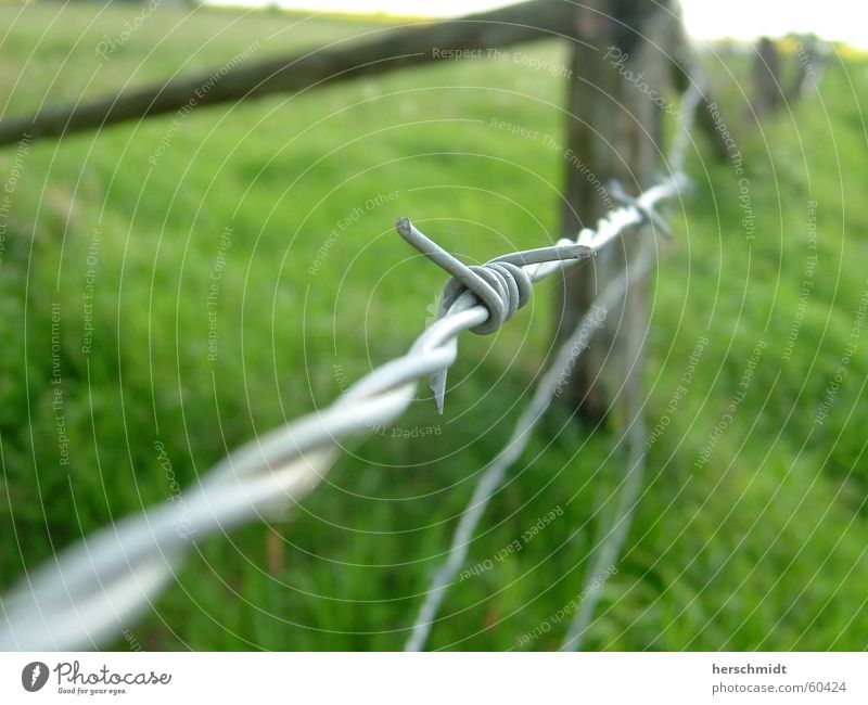 barbed wire Green Barbed wire Fence Meadow Wood Grass no cows