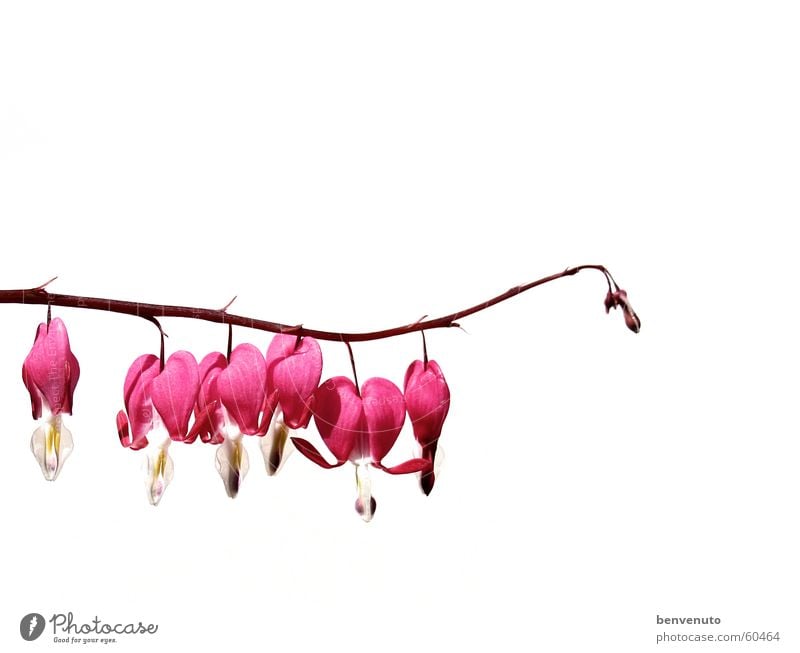 Tränherz Bleeding heart Plant Blossom Flower Red Magenta Love Isolated Image Branch Twig Nature risp Valentine's Day