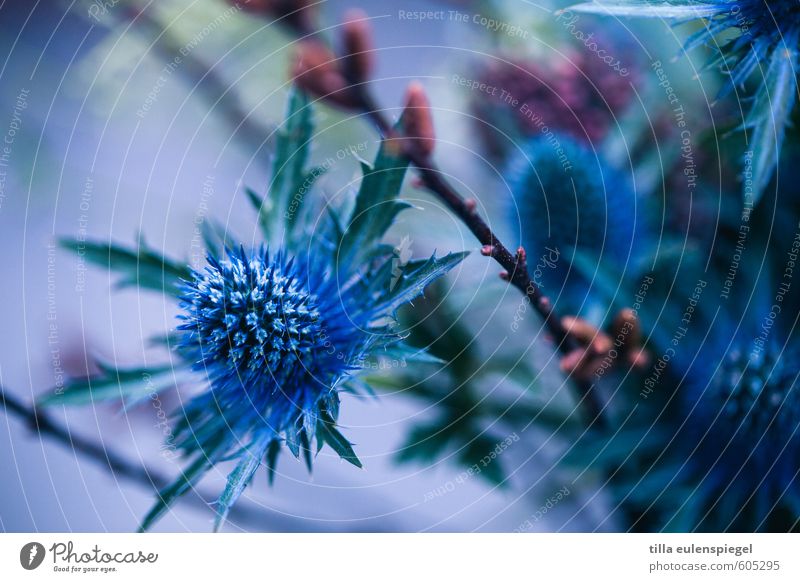 blue Nature Plant Flower Decoration Bouquet Natural Wild Blue Dried flower Thistle Thistle leaves Twig Bud Blur Violet Colour photo Interior shot