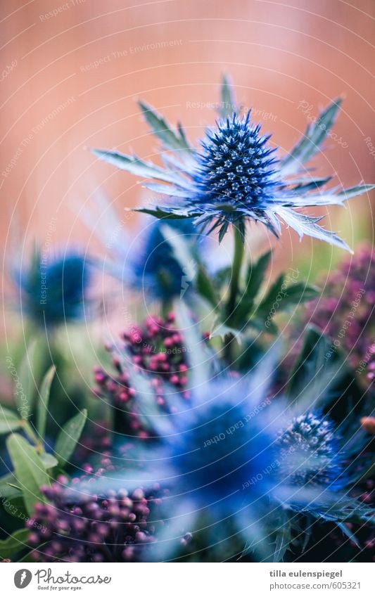 . Nature Plant Flower Leaf Blossom Bouquet Exotic Natural Wild Blue Multicoloured Colour Thistle Pink Blur Flower arrangement Leaf green Colour photo