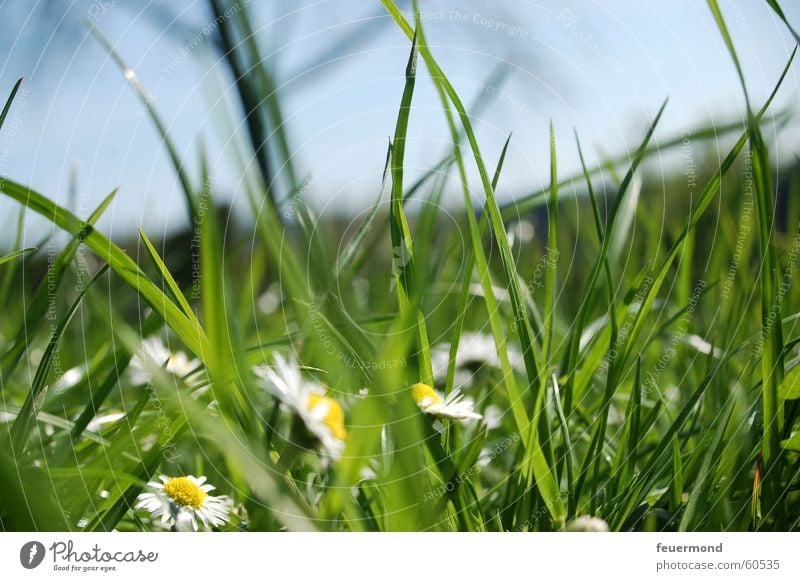 Before the big mower came... Meadow Daisy Grass Green Flower meadow Blade of grass Summer Spring Field Sun Jump Nature Idyll Pollen Beautiful weather grassland