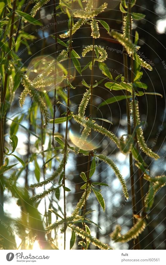 weeping willow Weeping willow Tree Blossom Back-light Green Forest Pasture Branch Nature