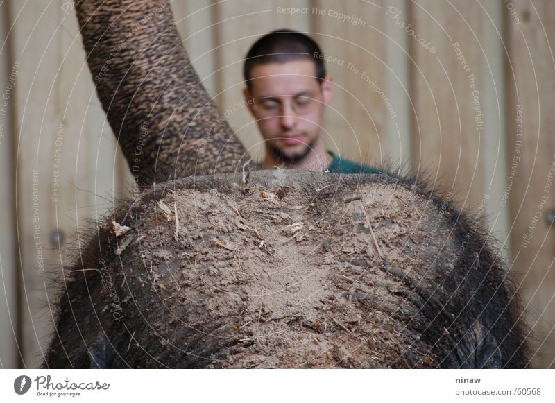 Elephant and his keeper Carer Zoo Stuttgart wilhelma