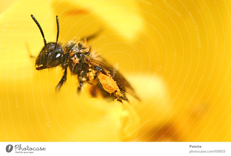 Wet but fully loaded :=) Bee Insect Animal Honey Bee-keeper Meadow Flower Yellow Black Maya the Bee Grass Beetle