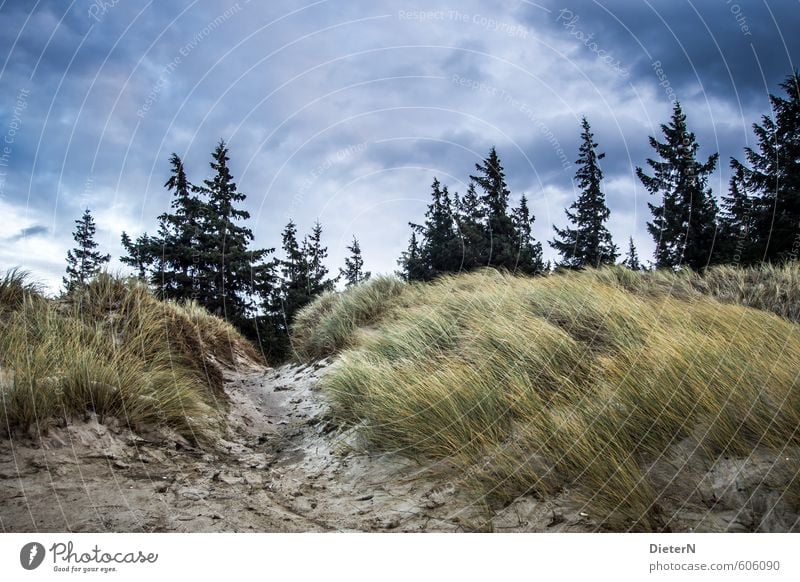 dune Sky Clouds Storm clouds Tree Grass Forest Coast Blue Yellow Black Colour photo Deserted Copy Space top Evening Twilight Deep depth of field