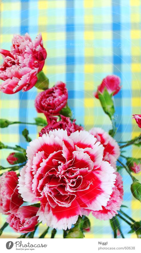 checkered flower Flower Checkered Red Green Yellow Multicoloured Intensive Plant Nature Contrast Blue niggl Dianthus