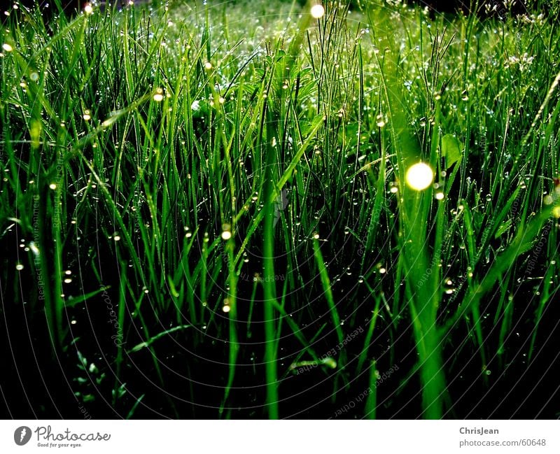 Morning dew 3 Grass Dew Relaxation Dangle Calm Blade of grass Meadow Stand Vertical Sunrise Love of nature Green Background picture Tree Bushes Plant Life