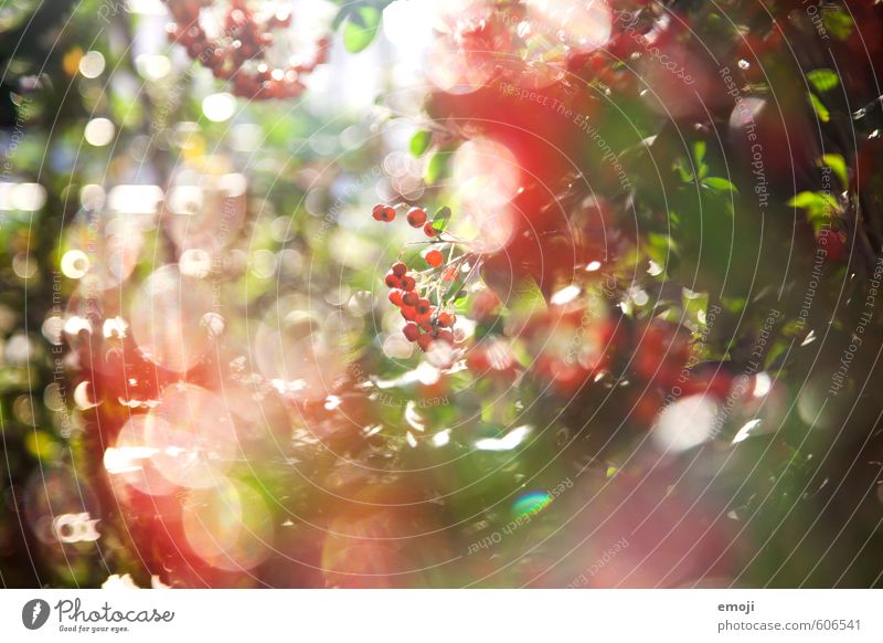 redredred Environment Nature Plant Spring Beautiful weather Bushes Natural Green Red Colour photo Exterior shot Close-up Deserted Day Shallow depth of field