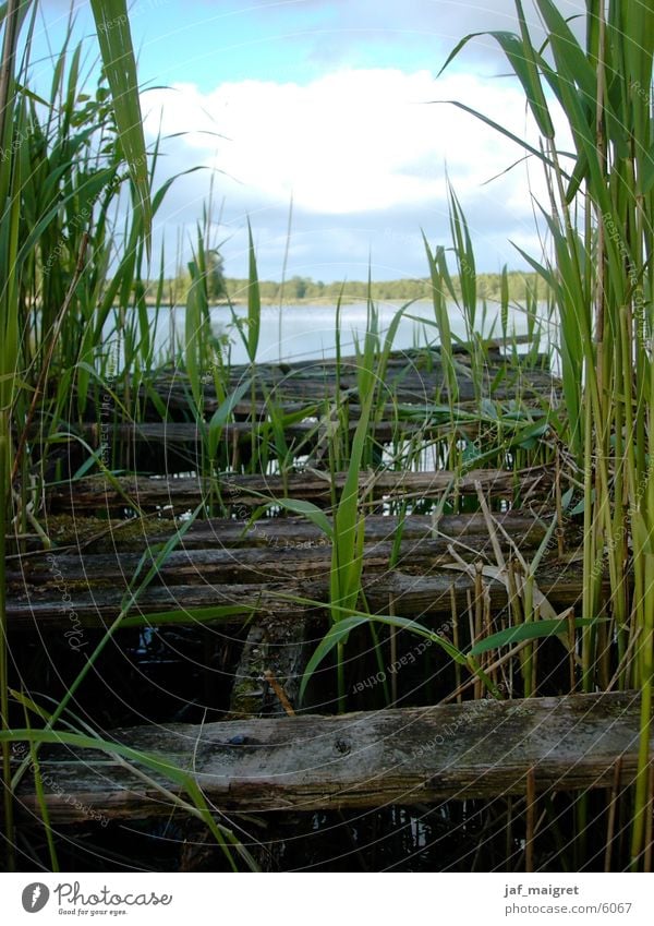 The dilapidated footbridge Ocean Footbridge Common Reed Lake Decline Water Lower Saxony