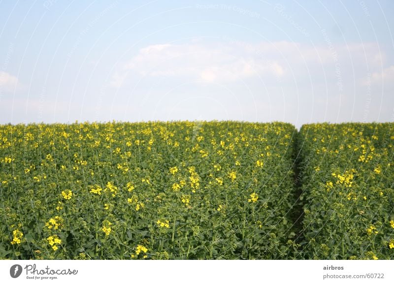 spring Spring Summer Flower Plant Meadow Yellow Sun Sky Grain Cornfield green. blue